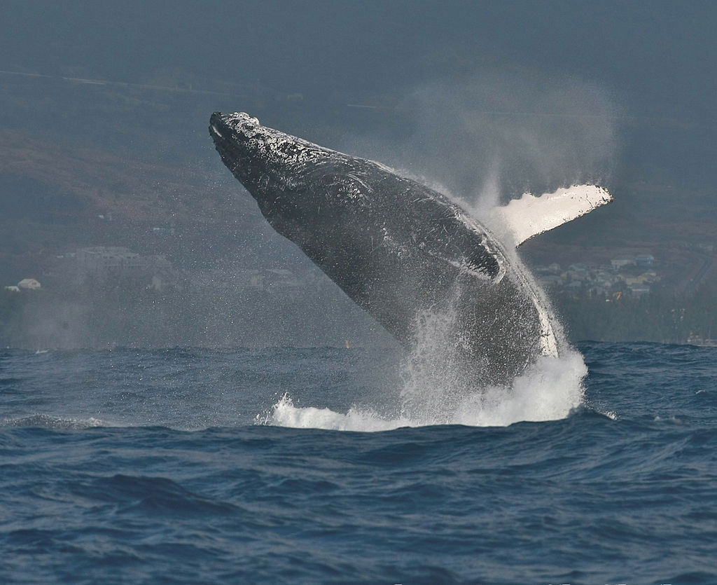 9 des 14 groupes de baleine à bosse ne sont plus en danger d’extinction!