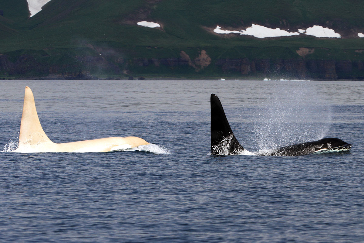 IceBerg, l’orque blanche qui vit dans les eaux Russes, prise pour la première fois en photo !
