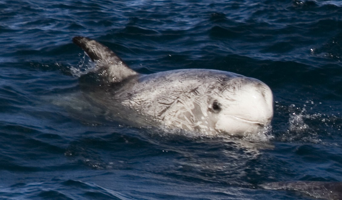 [ 🐬 Pour bien commencer la semaine : Savez-vous d’où proviennent les nombreuses cicatrices du dauphin de Risso ? ]