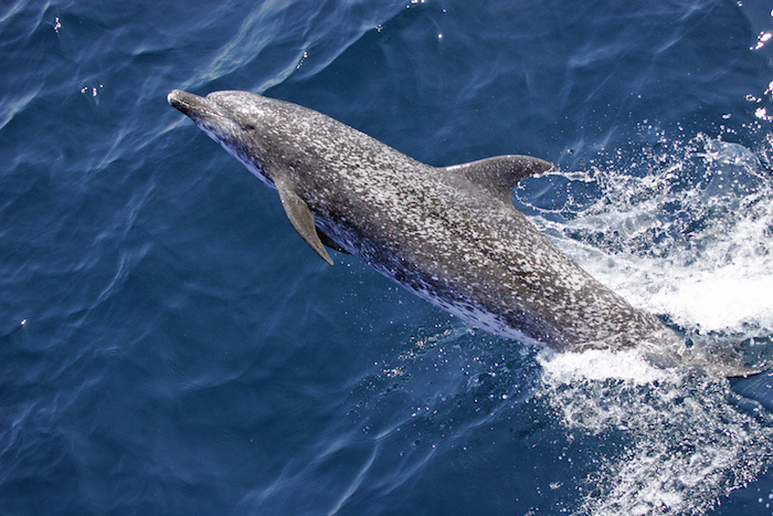 atlantic_spotted_dolphin__stenella_frontalis__noaa
