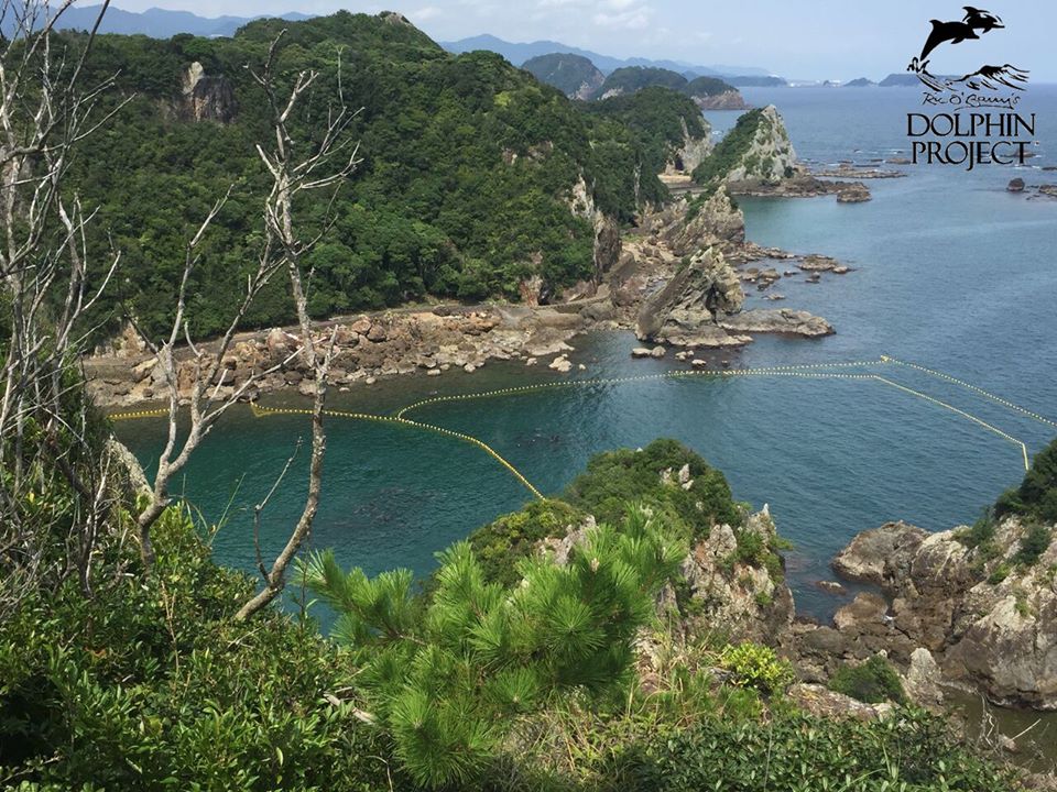 Taiji, Japon – Des dauphins attendent de connaître leur sort