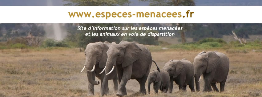 « Espèces Menacées », un portail d’information en ligne à découvrir !