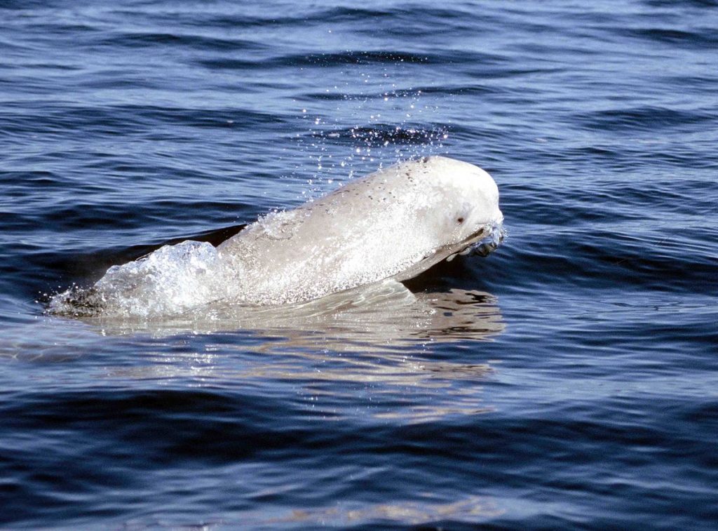 belugas 2.0