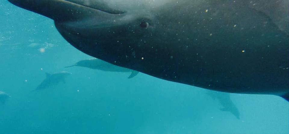 [ 🐬 Pour bien commencer la semaine : Savez-vous que la photo-identification est l’un des procédés permettant de différencier un dauphin d’un autre ? ]