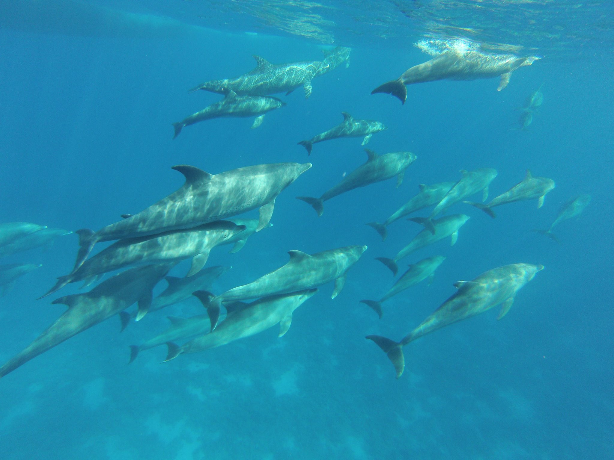 Les delphinariums chinois capturent en Namibie