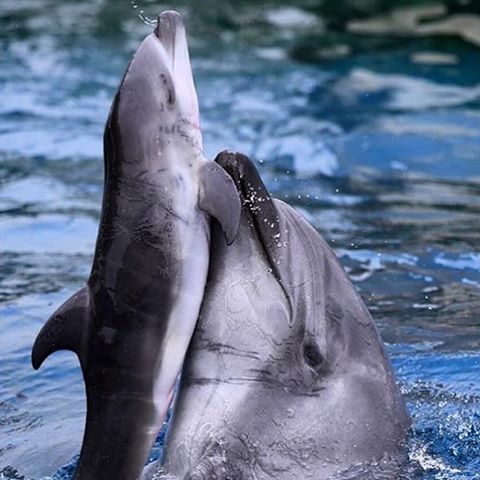 Japon – Un dauphin qui a été capturé dans la baie de Taïji tue son bébé âgé seulement de 4 jours. Il est temps de vider les bassins !