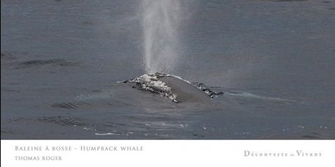 Rencontre d’une baleine à bosse au large du cap Sicié