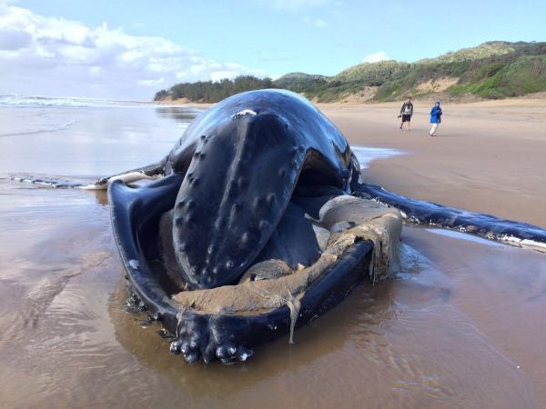 Afrique du Sud – Les carcasses de deux baleines à bosse retrouvées sur la plage de KwaZulu-Natal