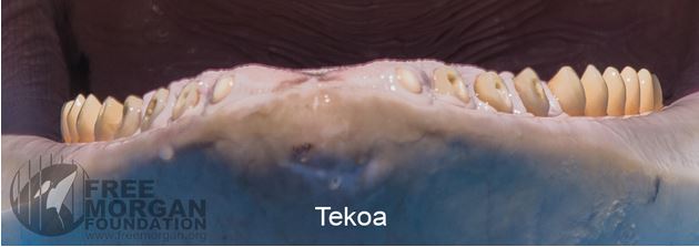 Voici la dentition de Tekoa, un jeune mâle du Loro parque (Tenerife, Espagne), né le 8 novembre 2000. La photo a été prise le 20 avril 2016.