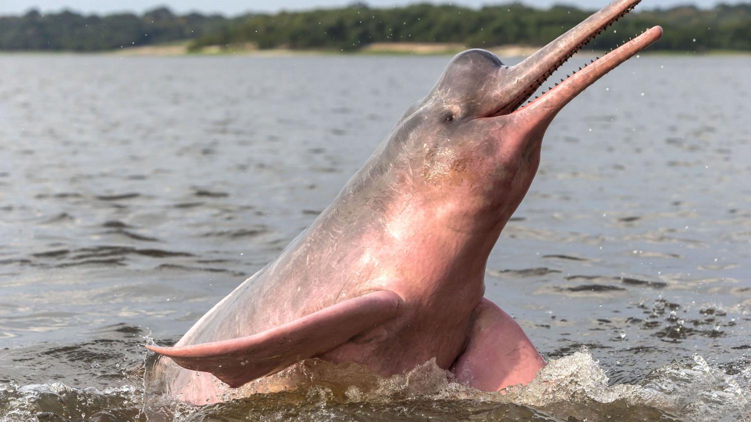 Ce lac où vivent des dauphins roses vient d’être classé zone protégée en Colombie