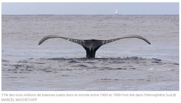 Slovénie – Commission Baleinière Internationale (CBI) – Rejet de la création d’un sanctuaire pour baleines dans l’Atlantique