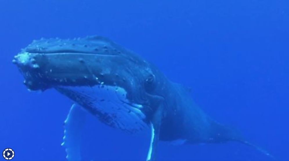 Iles Tonga – des baleines à bosse autorisent un contact très rapproché