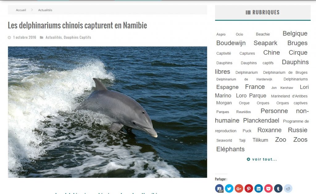 dauphins-namibie