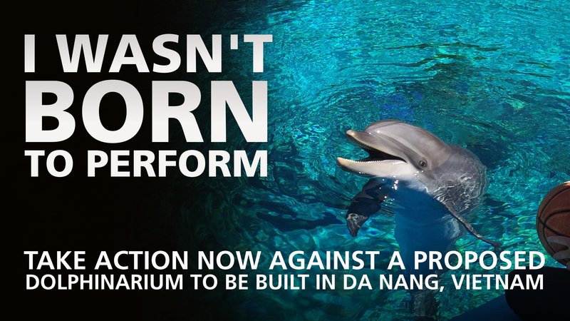 Dites non à l’ouverture d’un nouveau delphinarium dans la ville de Da Nang au Vietnam