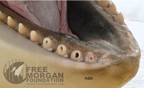 Adan est la plus jeune orque SeaWorld détenue à Loro Parque. Il est née en captivité, dans ce même parc le 13 octobre 2010. La photo ci-dessus a été prise le 20 avril 2016 alors qu'Adan n'avait que cinq ans et demie. Les effets négatifs de la captivité sur la dentition des orques sont clairement visibles.