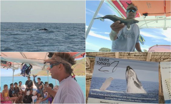 Moorea – Polynésie : une journée baleine pour les enfants défavorisés