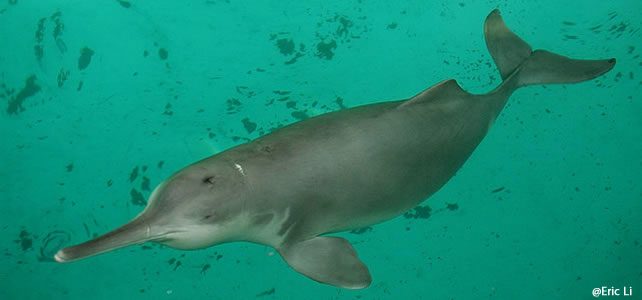 Le dauphin de Chine, «éteint» depuis dix ans, a-t-il refait son apparition ?