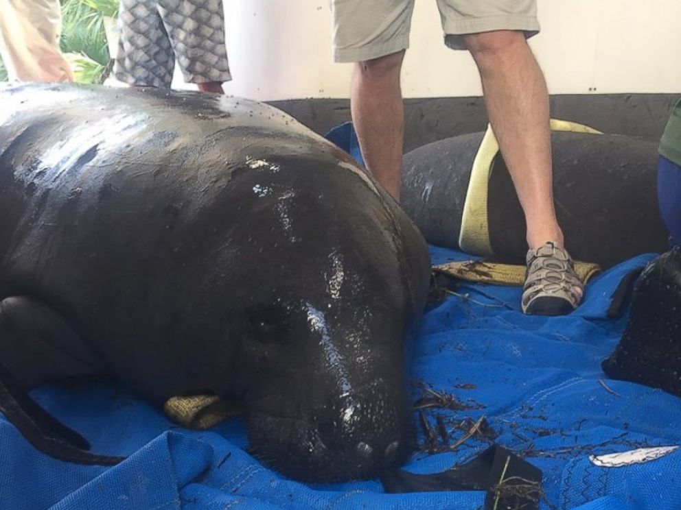 ht_manatee_rescue_face_em_160909_4x3_992