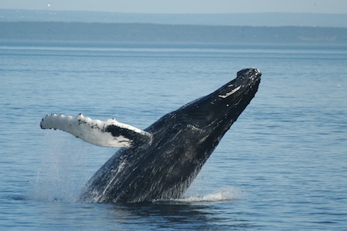[ 🐋 Pour bien commencer la semaine : Savez-vous ce qui fait sauter les baleines à bosse ? ]