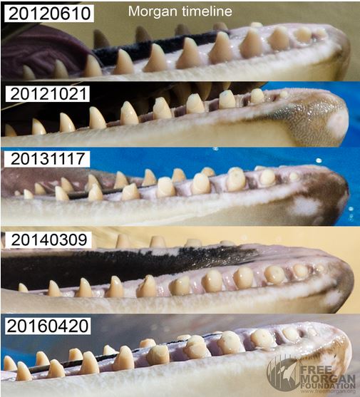 Voici l'évolution de la dentition de Morgan durant sa période de captivité au parc de Tenerife.