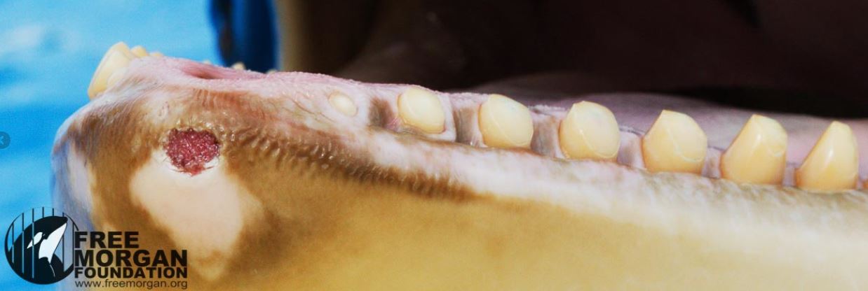 Un rapport sur l’hygiène dentaire des orques fait débat au sein de Seaworld