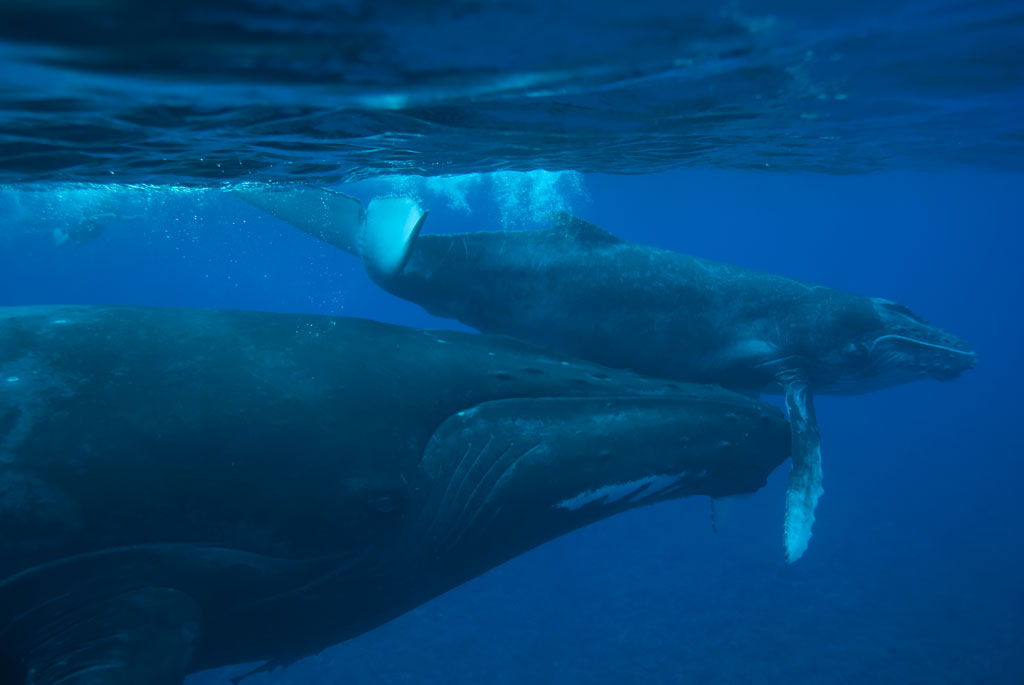 [ 🐋 Pour bien commencer la semaine : Savez-vous que le poids et la taille du baleineau double, voire triple ? ]