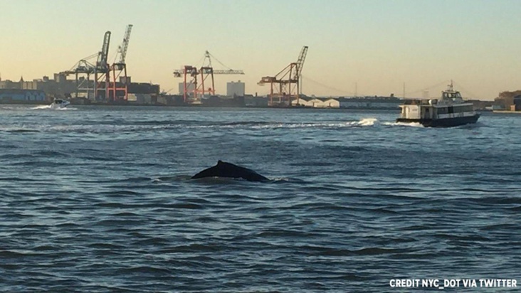 Une baleine aperçue près de la Statue de la Liberté à New York