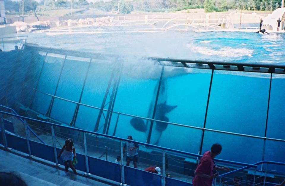 Enquête sanitaire au Marineland d’Antibes, le 14 octobre 2015