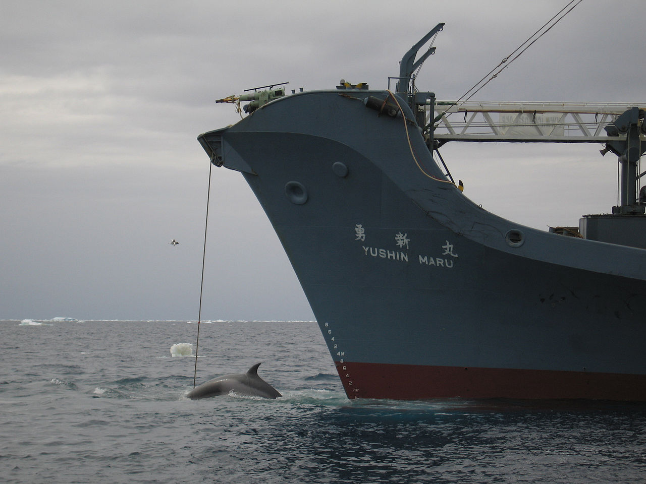 Japon – Départ de navires baleiniers japonais pour l’Antarctique