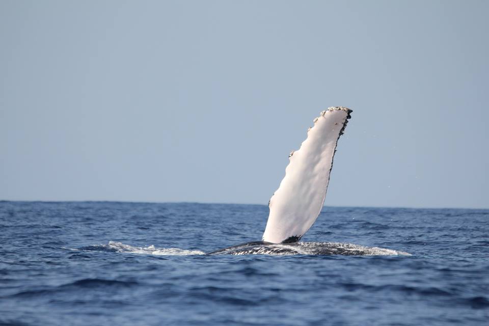Slovénie – Une victoire pour les baleines et un coup dur pour la chasse « scientifique » du Japon à la Commission baleinière internationale