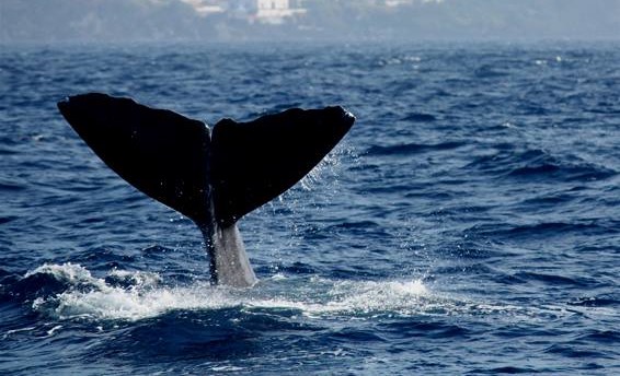 New-York – Une baleine euthanasiée devant des témoins en pleurs