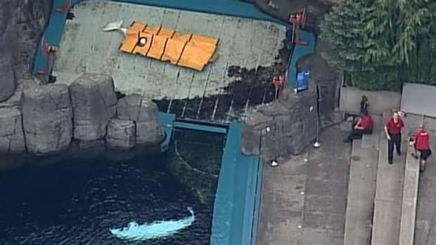 Canada – Décès de Qila, jeune béluga captif à l’aquarium de Vancouver