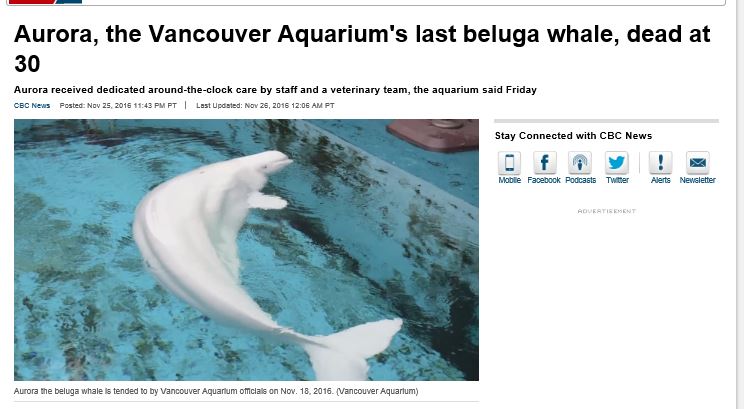 Canada – Décès de Aurora, maman de Qila, à l’aquarium de Vancouver