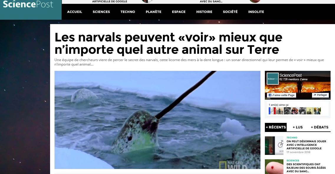 Les narvals peuvent «voir» mieux que n’importe quel autre animal sur Terre