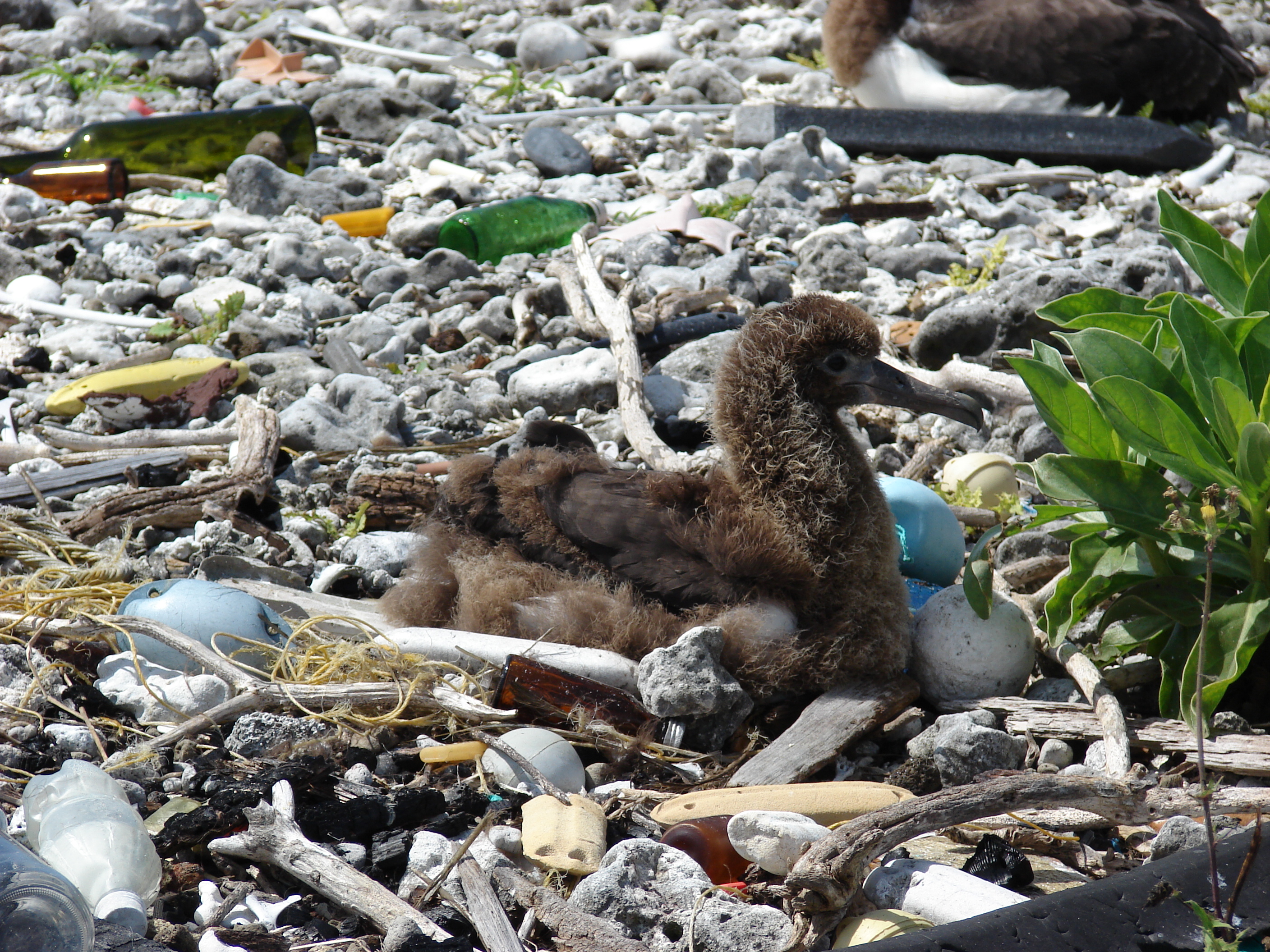 Pollution : 17 photos déchirantes des effets sur le monde animal