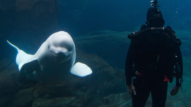 Canada : L’Aquarium de Vancouver se plaint de ne plus pouvoir faire son « travail de sauvetage »