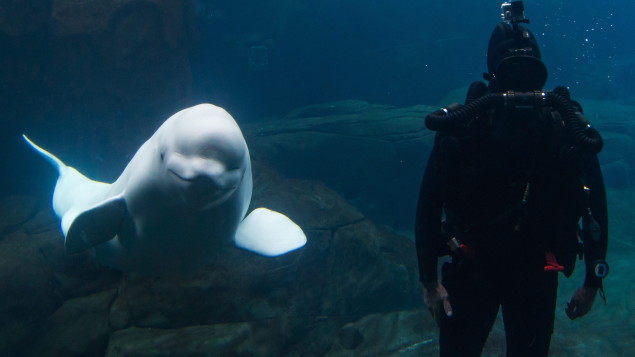 L’Aquarium de Vancouver n’aura plus de cétacés en captivité