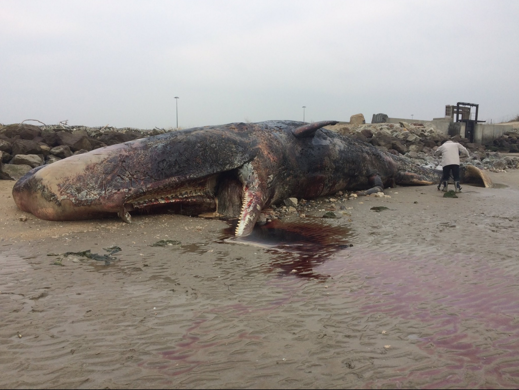Un cachalot mort dans l’estuaire de la Seine
