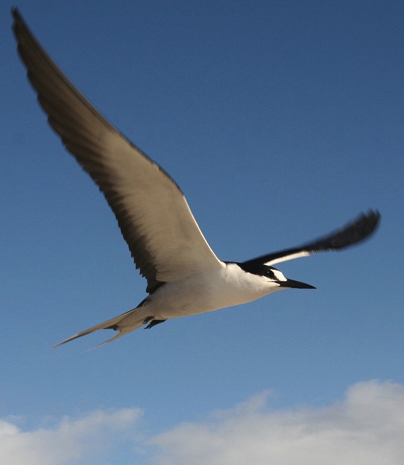 Actualité scientifique – L’oiseau de mer qui aime l’odeur du plastique