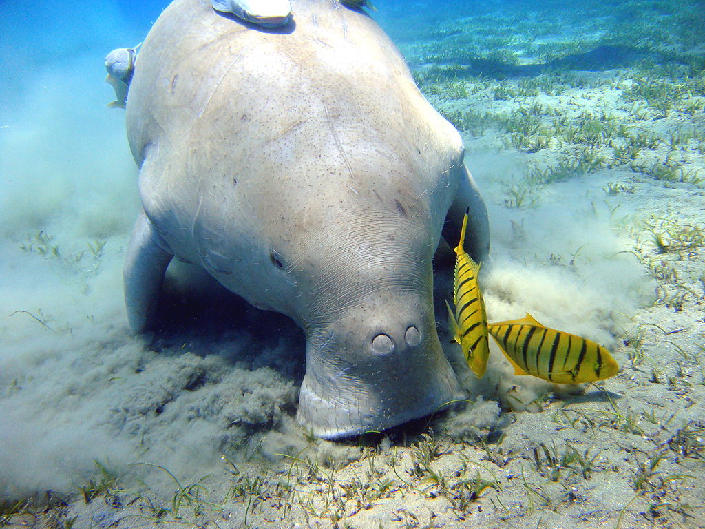 Nouvelle-Calédonie – Le dugong reste fragilisé par de nombreuses menaces