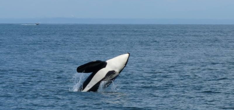 Le Canada accuse un retard important dans la protection des océans et des mammifères marins