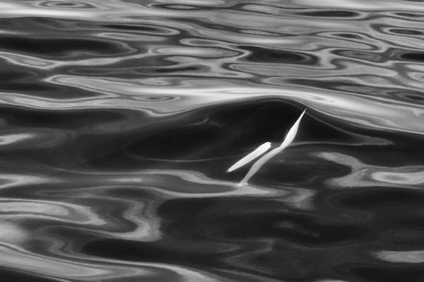 Un artiste passe 25 ans à photographier les baleines