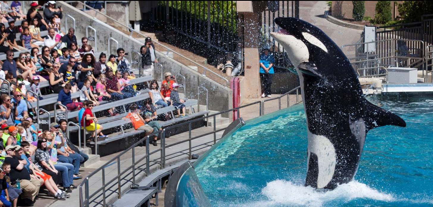 Un sanctuaire pour offrir une retraite aux baleines en captivité