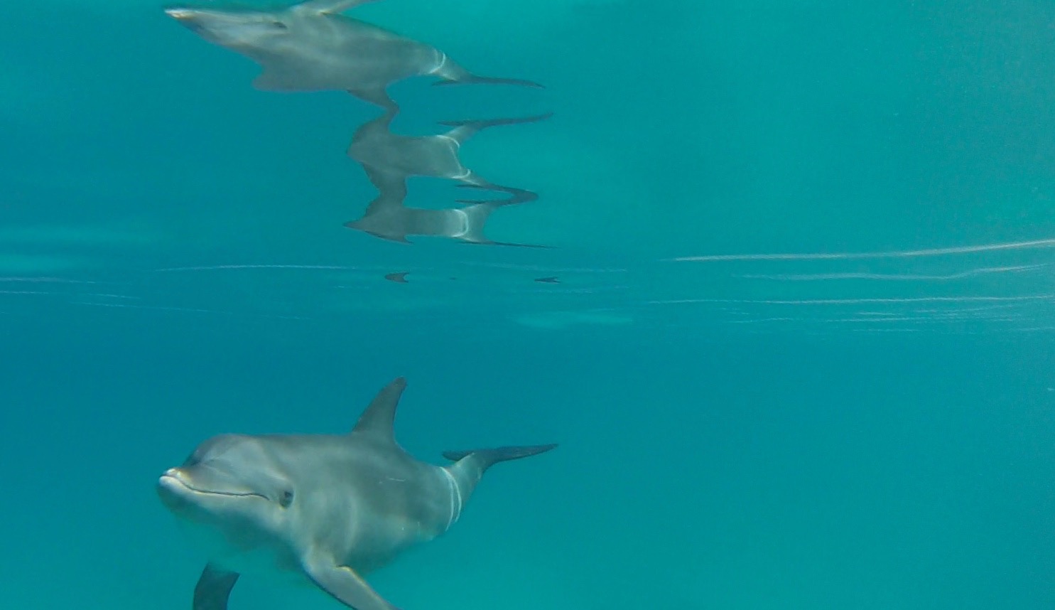 [ 🐬 Pour bien commencer la semaine : Savez-vous que le dauphin dort « d’un seul oeil » ou plutôt d’un seul hémisphère cérébral ? ]