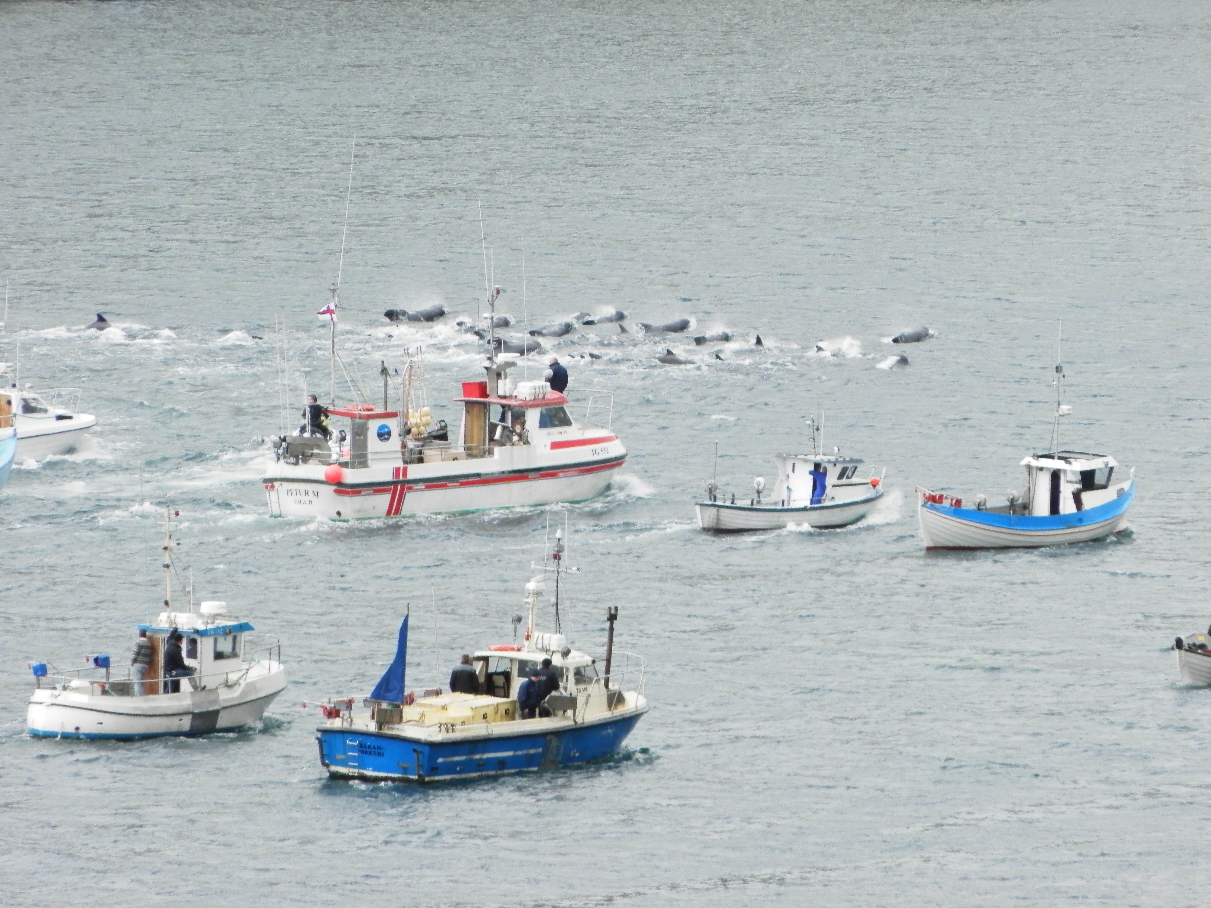 Iles Féroé – Les défenseurs des baleines condamnés pour actes de cruauté