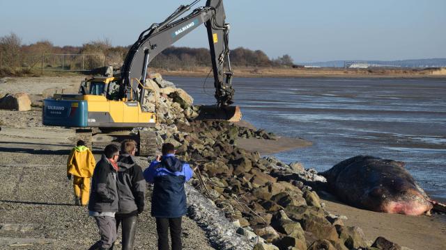 Cachalot échoué près du Havre : ses dents en ivoire ont été volées