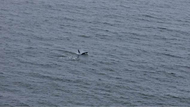 Canada – La présence d’épaulards dans la baie d’Hudson menace les bélugas