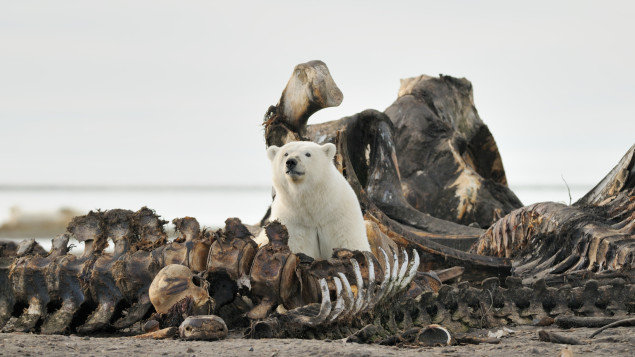 Baie d’Hudson : les ours polaires profitent des carcasses laissées par les épaulards