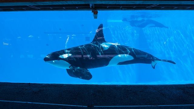 Mort de Tilikum, l’orque du doc « Blackfish » !