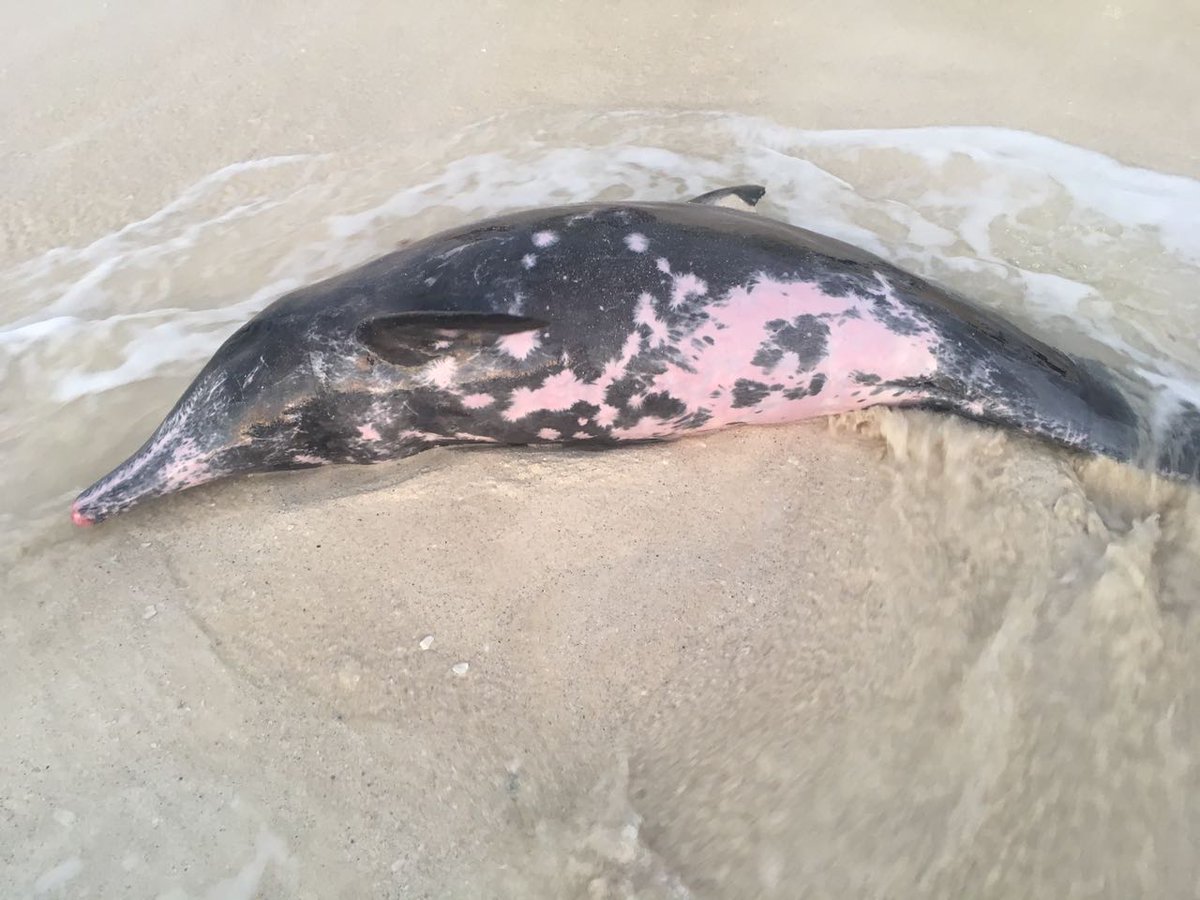 Opération sauvetage réussie : une vingtaine de dauphins indemnes à Cancún